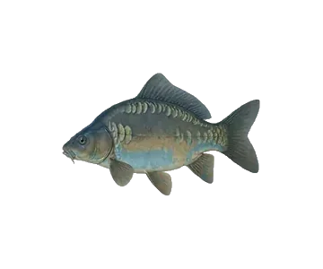Carpes carpistes