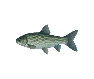Carpes herbivores