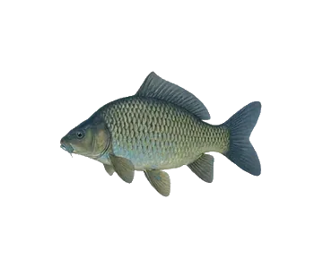 Carpes