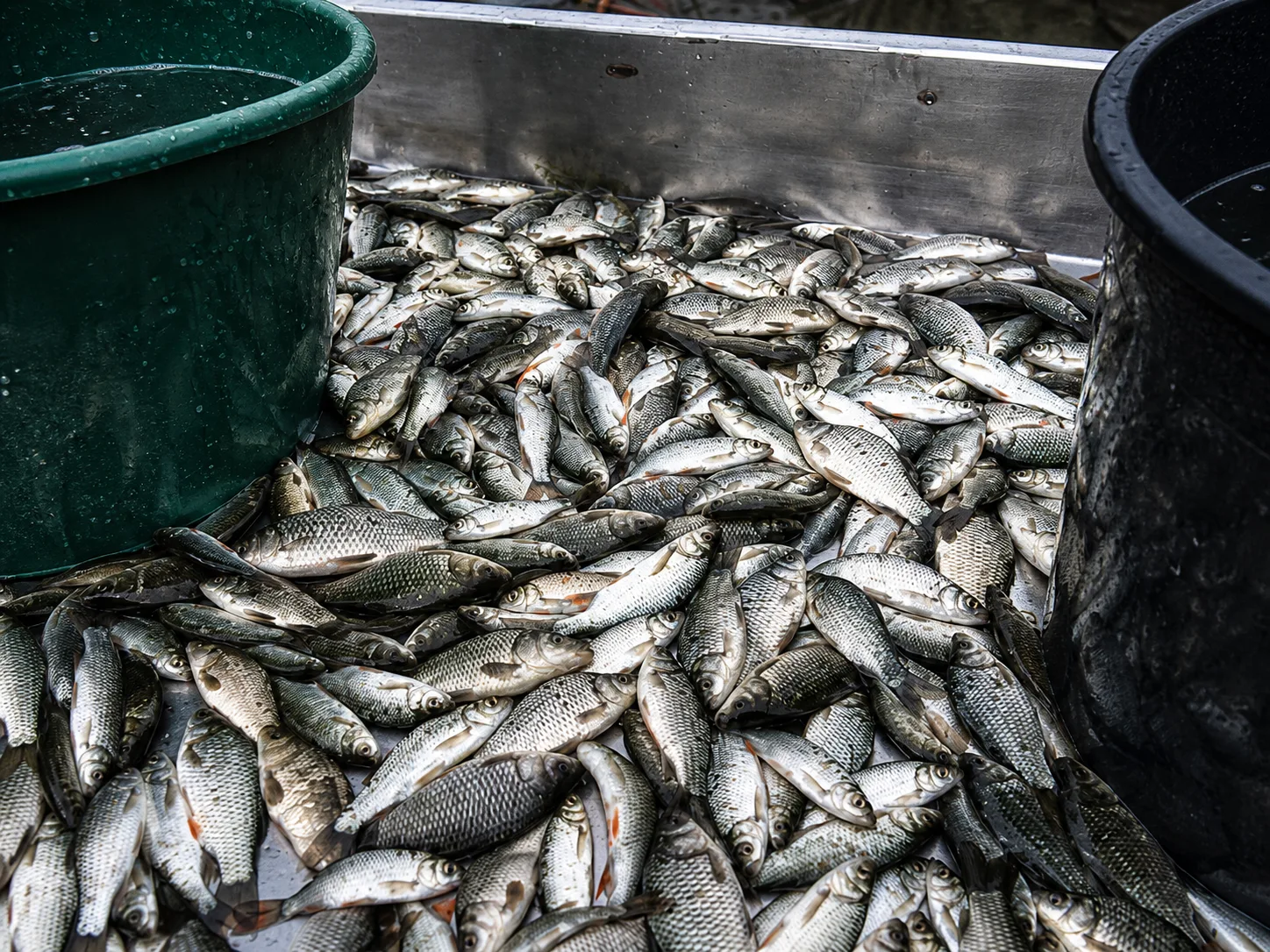 Petits poissons regroupés dans un bac