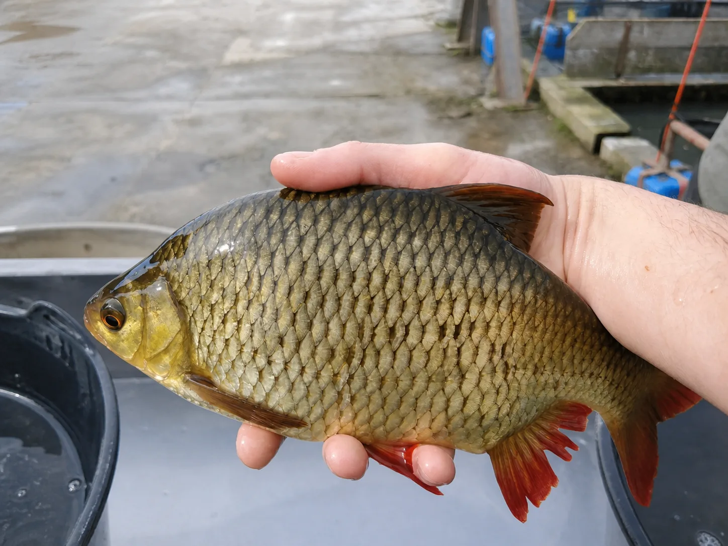 Poisson tenu en main pour contrôle