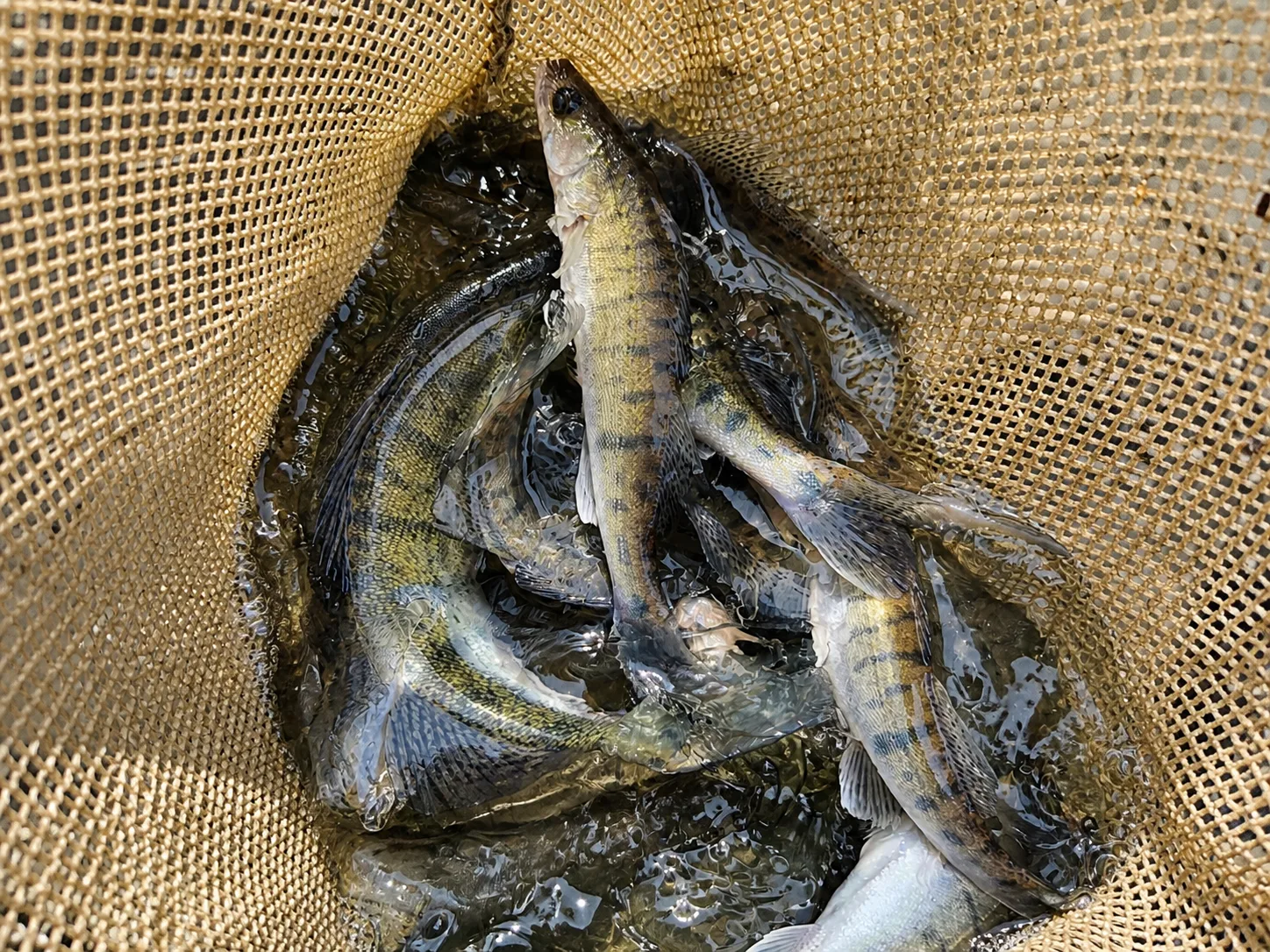 Poissons regroupés dans un filet