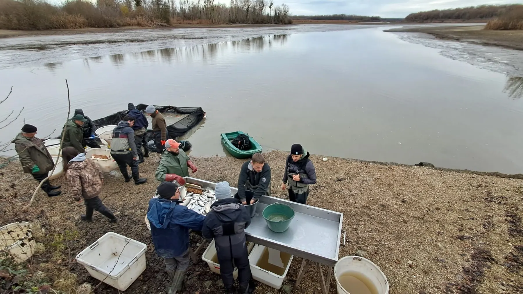 Équipe préparant les poissons au bord d'un étang