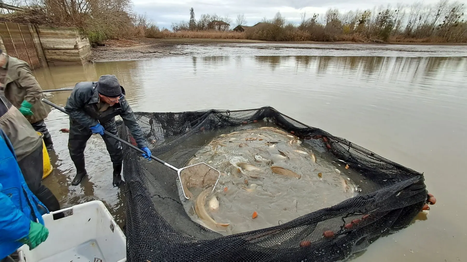 Poissons regroupés dans un filet lors d'une pêche d'étang